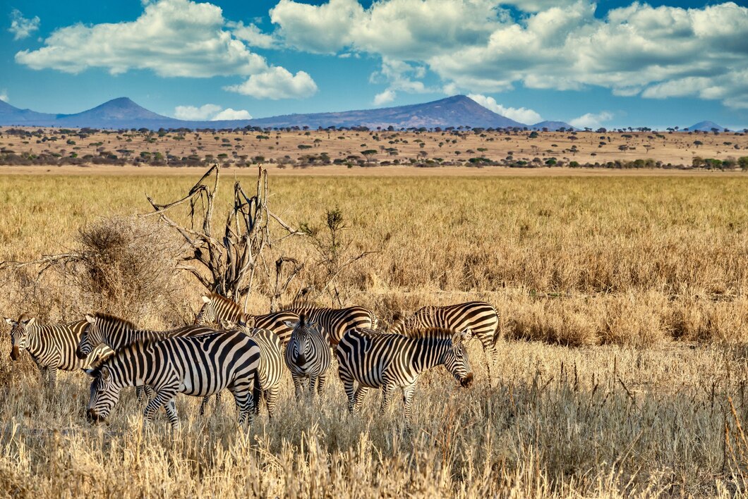 Eksploracja egzotycznych destynacji: luksusowe doświadczenia i atrakcje na safari