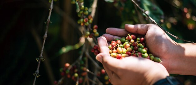 Odkryj Świat Aromatów: Jak Regiony Uprawy Wpływają na Smak Twojej Kawy